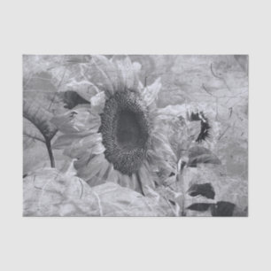 Sunflower Black And White Vintage Country Floral Tissue Paper