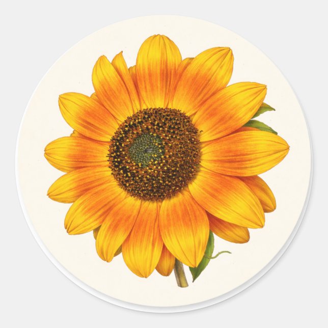 Sunflower Bloom Small Round Garden Flower Sticker (Front)