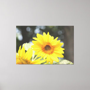 Sunflower Blooms Canvas Print