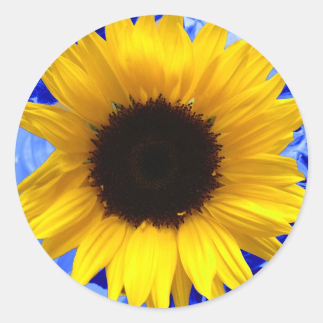 Sunflower Blue Classic Round Sticker (Front)