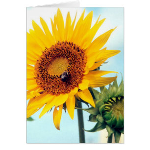 Sunflower Blue Sky Greeting Note Card