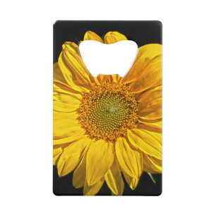 Sunflower bocnm