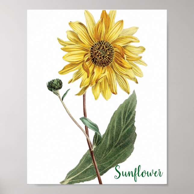 Sunflower Botanical Illustration Floral Poster (Front)