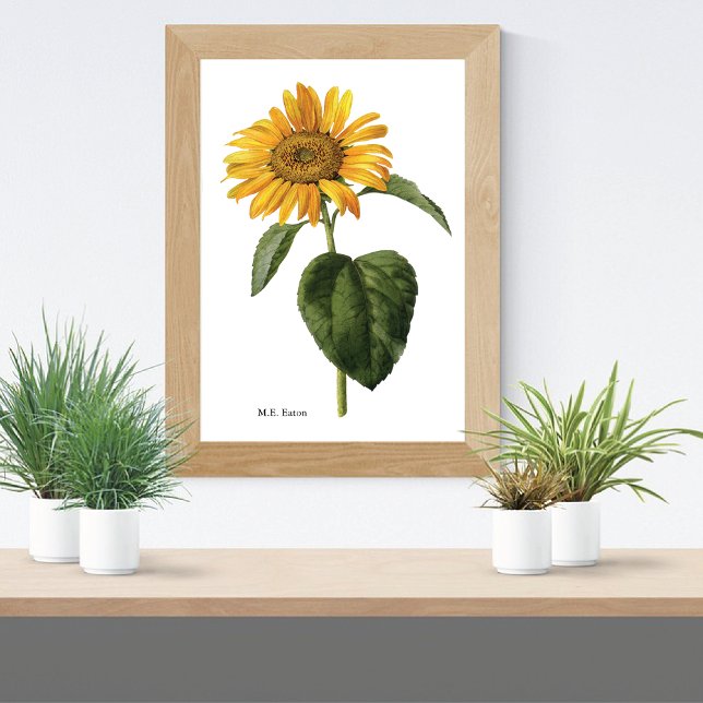 Sunflower Botanical Mary Eaton Poster (Creator Uploaded)