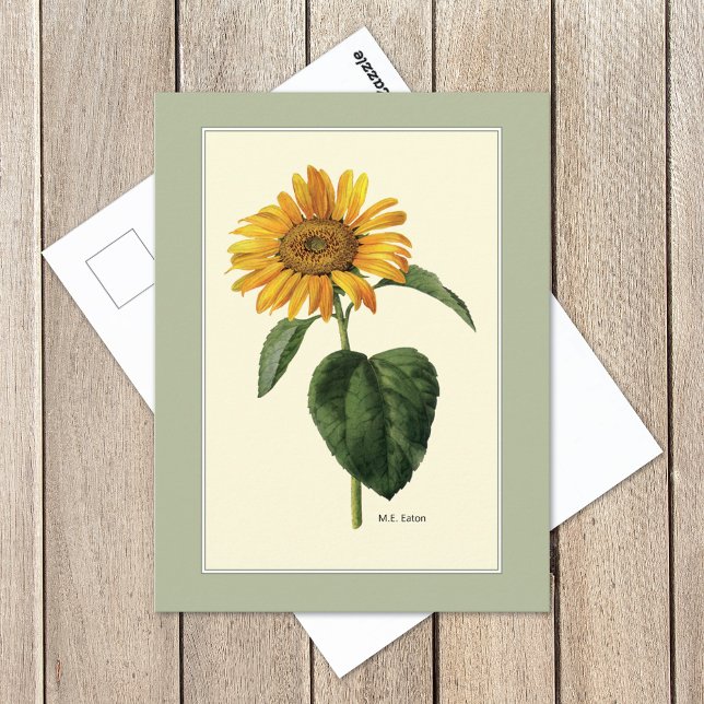 Sunflower British Botanical Illustration Postcard (Creator Uploaded)