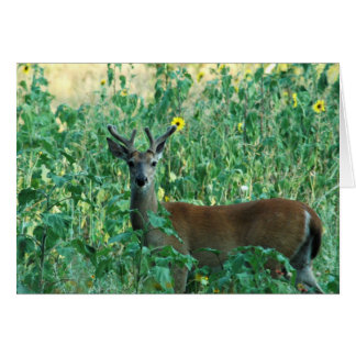 Sunflower Buck
