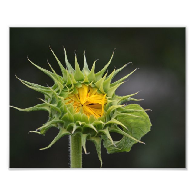 Sunflower Bud Photo Print (Front)