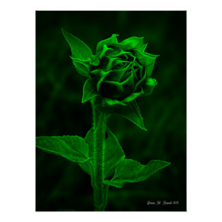 "Sunflower Bud" Poster