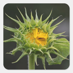 Sunflower Bud Waiting To Shine Sticker