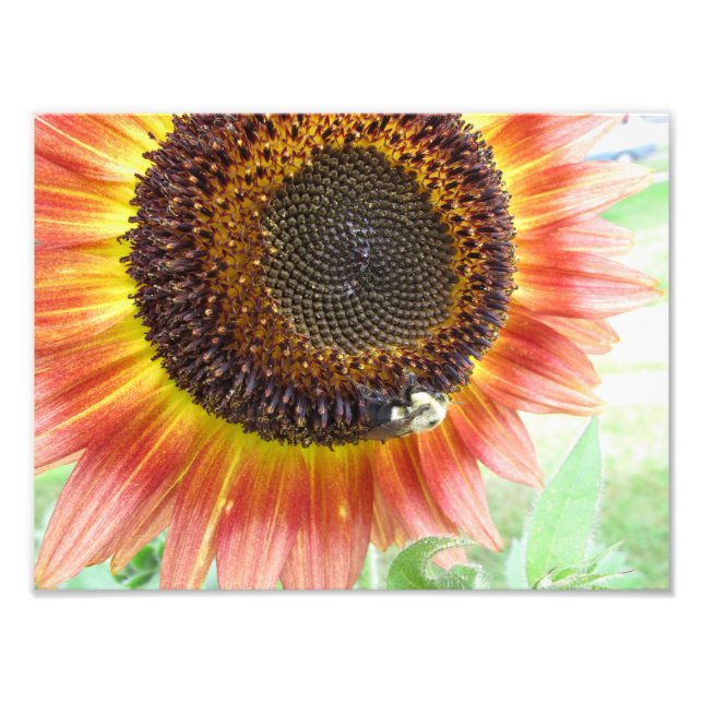 Sunflower & Bumblebee, Boston 8x10 photo (Front)
