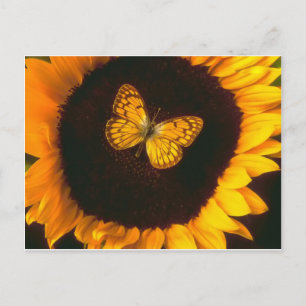 Sunflower Butterfly Postcard