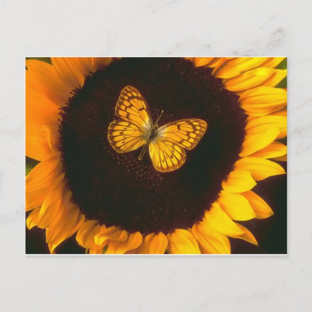 Sunflower Butterfly Postcard (Front)