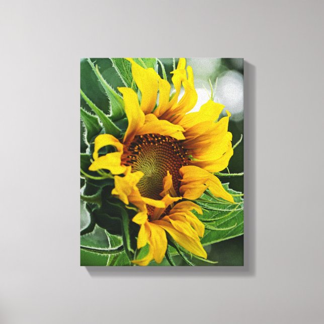 Sunflower Canvas Print (Front)