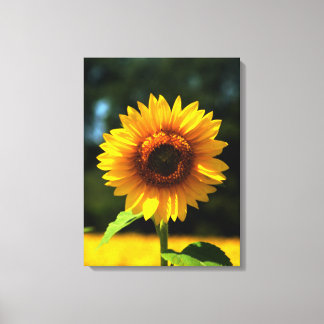 Sunflower Canvas Print