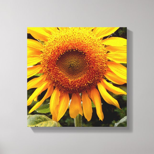 Sunflower Canvas Print (Front)