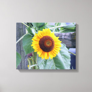 sunflower canvas print
