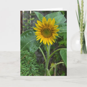 Sunflower Card
