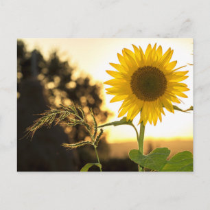 Sunflower card