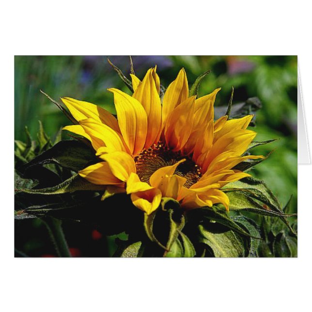 Sunflower CARD (Front Horizontal)