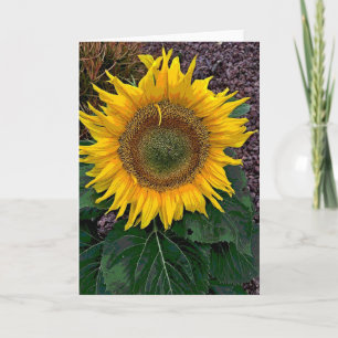 Sunflower Card