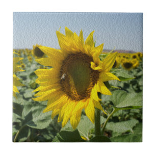 Sunflower Ceramic Tile