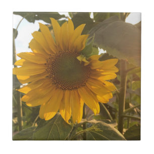 Sunflower Ceramic Tile
