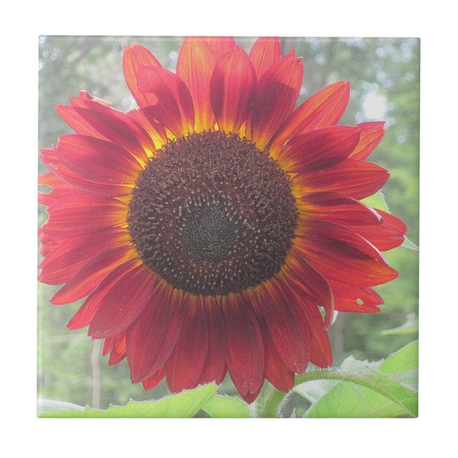 Sunflower Ceramic Tile (Front)
