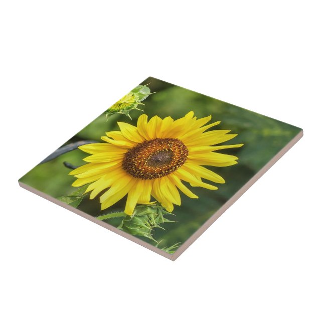Sunflower  ceramic tile (Side)