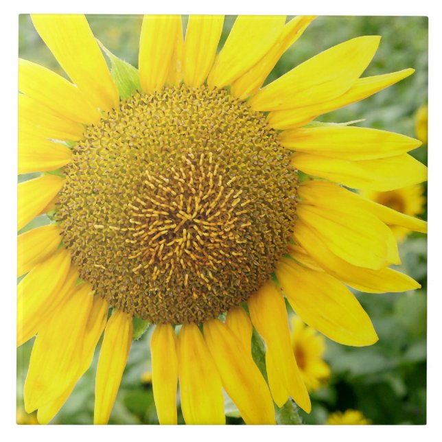 Sunflower Ceramic Tile 6 inch (Front)
