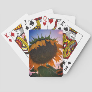 Sunflower Classic Playing Cards