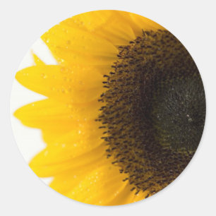 sunflower classic round sticker