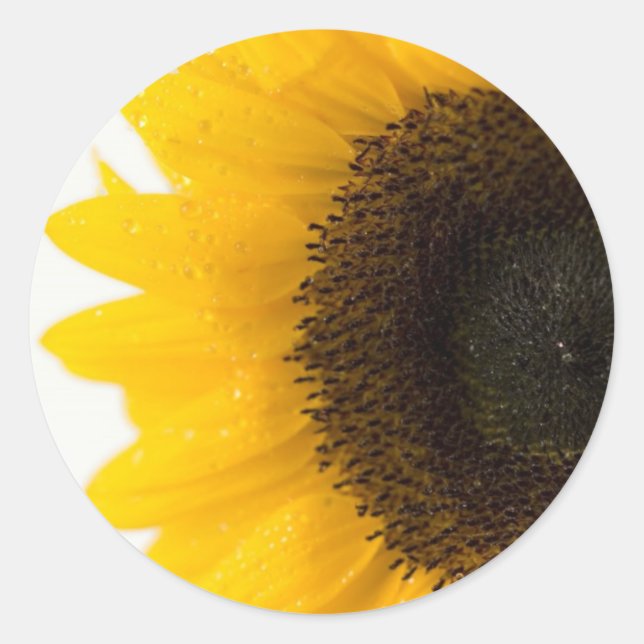 sunflower classic round sticker (Front)