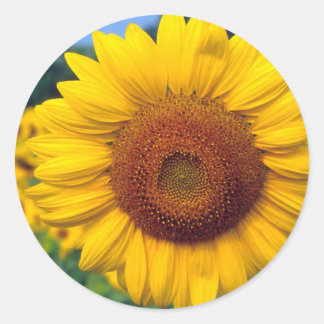 Sunflower Classic Round Sticker