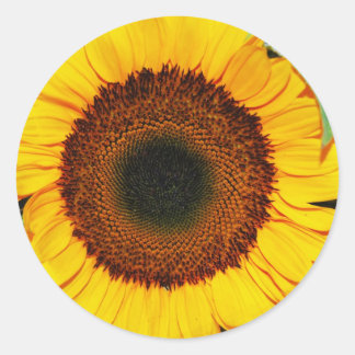 sunflower classic round sticker