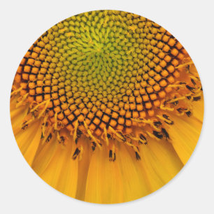 Sunflower Classic Round Sticker