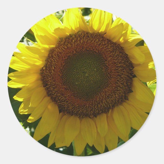 Sunflower Classic Round Sticker (Front)