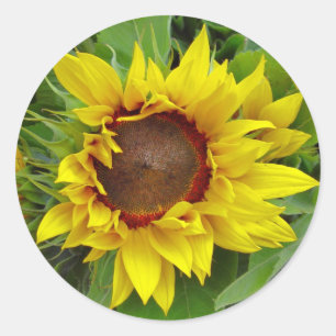 Sunflower Close-up Classic Round Sticker