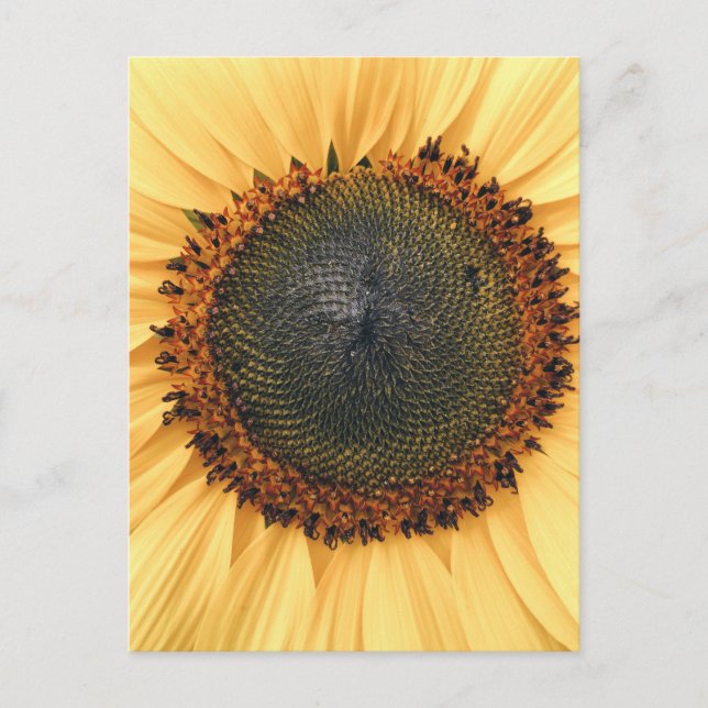 Sunflower Close-up Photo Postcard (Front)