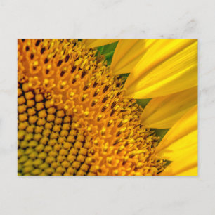 Sunflower Close-up Photo Postcard