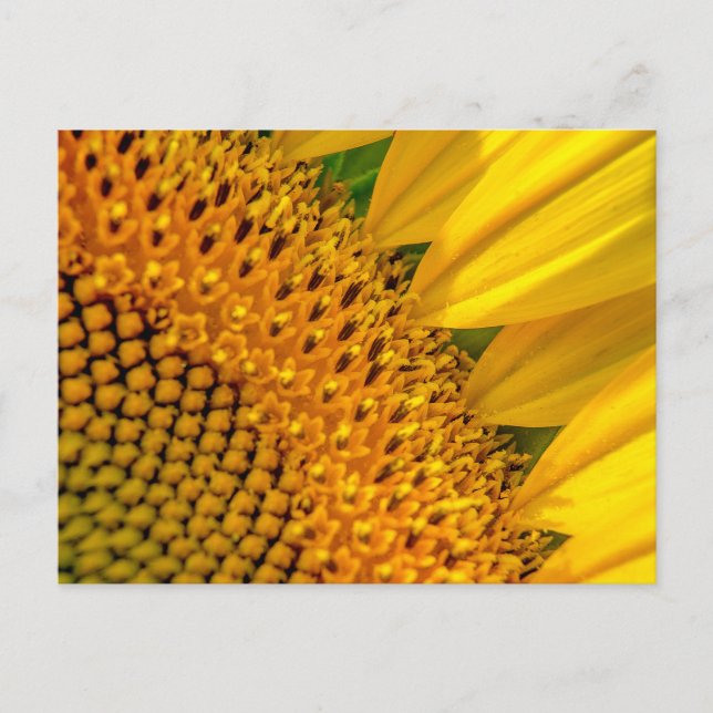 Sunflower Close-up Photo Postcard (Front)
