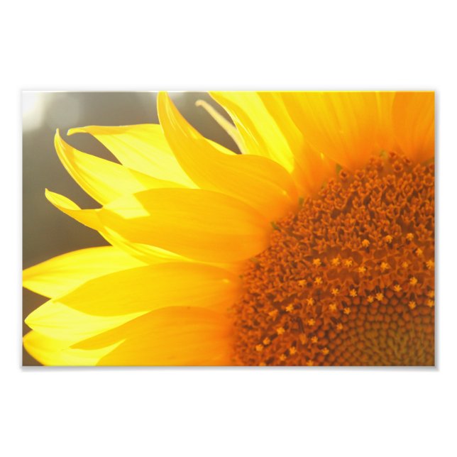 Sunflower Closeup Photo Print (Front)