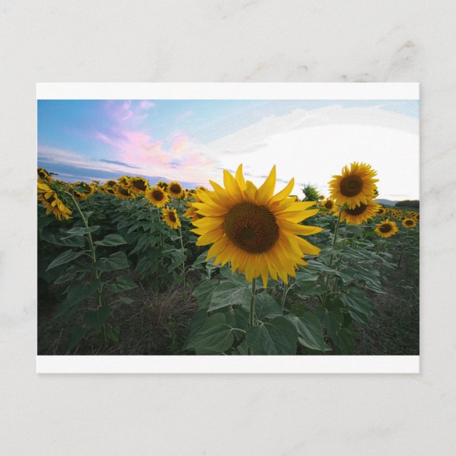 Sunflower Closeup Postcard (Front)