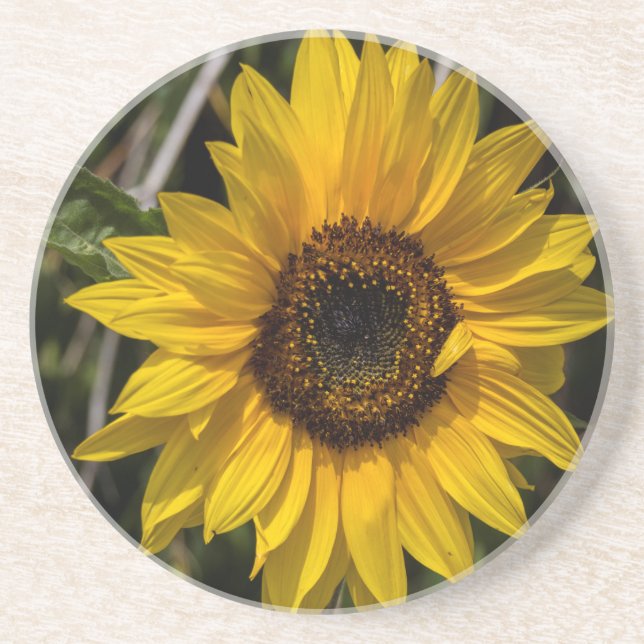 Sunflower Coaster (Front)