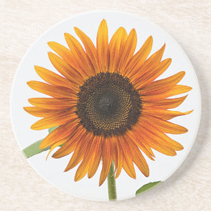 Sunflower Coaster