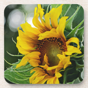 Sunflower coaster
