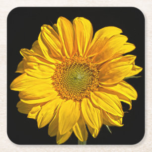 Sunflower coastercn square paper coaster