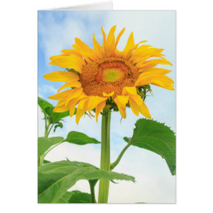 Sunflower, community garden, Moses Lake, WA, USA
