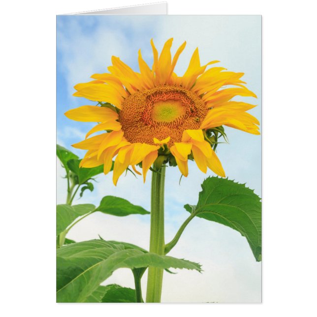 Sunflower, community garden, Moses Lake, WA, USA (Front)