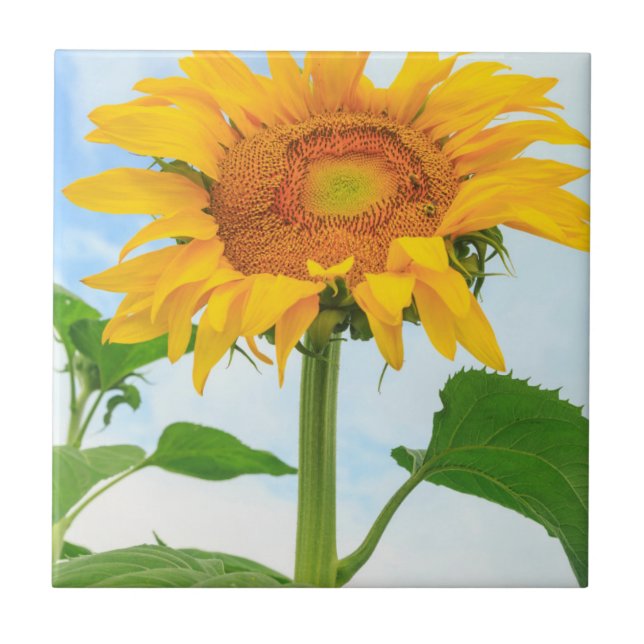 Sunflower, community garden, Moses Lake, WA, USA Ceramic Tile (Front)