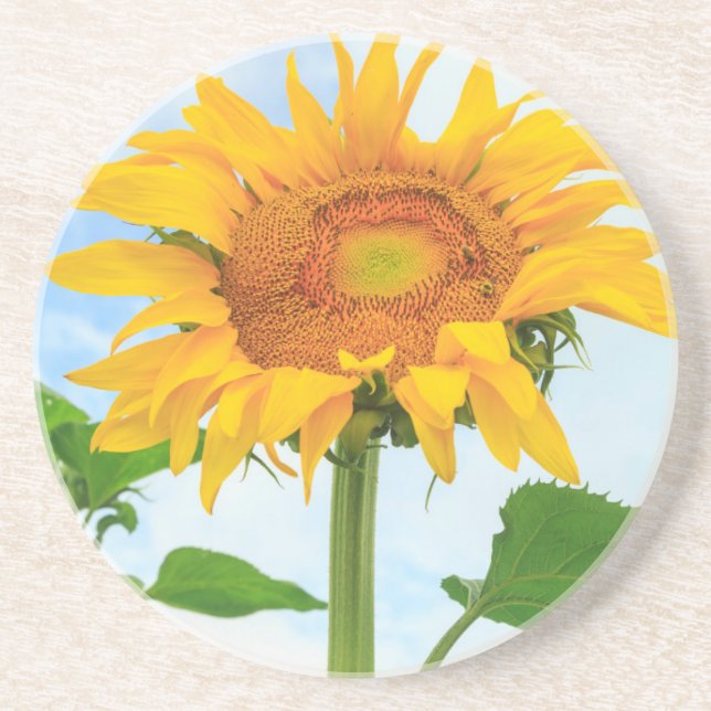 Sunflower, community garden, Moses Lake, WA, USA Coaster (Front)